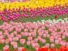 -洛阳郁金香牡丹园