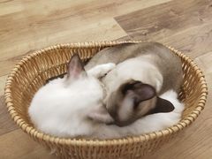 -袖虎·猫馆(体育西路店)