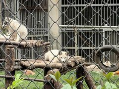 -合肥野生动物园