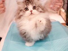 -momokira米努特·德文卷毛猫·棉花面纱犬