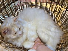 -藏猫猫咖啡主题馆(中央大道店)