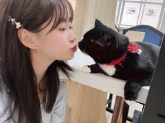 -鼓捣猫呢主题猫咖店