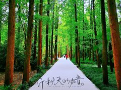 -东平国家森林公园