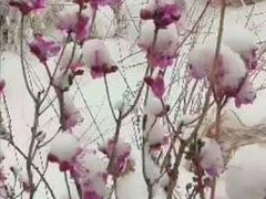 -黑龙江省森林植物园