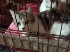 -AOE 火焰 剧本密室狼人杀