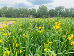 -桤木河湿地公园