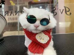 -车接车送·寄养洗护·德文猫舍(大宁店)