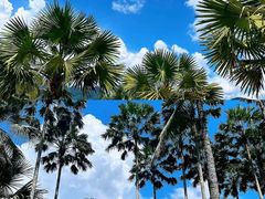 -西双版纳原始森林公园