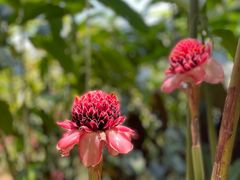 -中国科学院西双版纳热带植物园