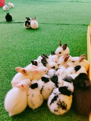 -萌宠亲子动物乐园(槐房万达店)