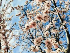 -桃花堤公园