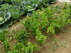 -延安杨家岭革命旧址