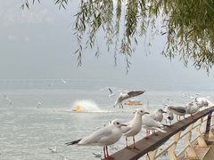 -滇池海埂公园
