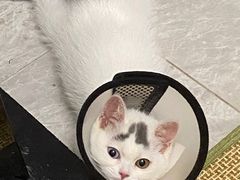 -屋虎猫馆(宝安大仟里店)