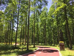 -黄海国家森林公园