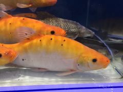 -盒马鲜生(联投广场店)
