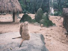 -广州长隆野生动物世界