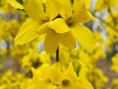 -永定河休闲森林公园