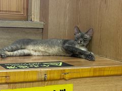 -MOCHA明星猫咖(田子坊店)