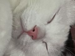 -宠颐生猫科·内科皮肤科(西平世纪城店)