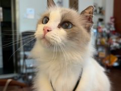 -楼上猫咖(罗湖店)