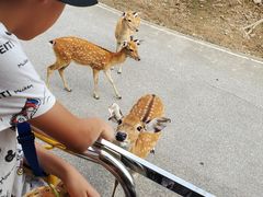 -清迈夜间动物园