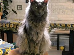-平行世界·猫咖(首经贸店)