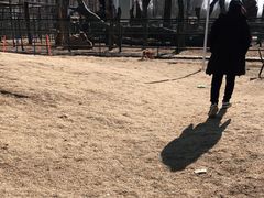 -爪吧宠物乐园·宠物泳池(温榆河示范区店)