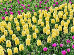 -上海鲜花港