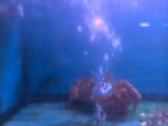 -月下料理(楷林IFC店)