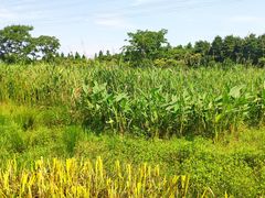 -长田漾湿地公园