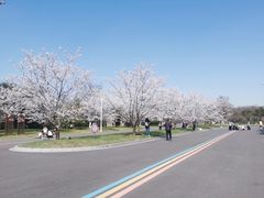 -羊山湖公园