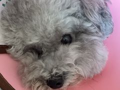-谐和益家动物医院·免疫绝育·血液透析·宠保定点医院(高新伊藤分院)