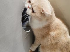 -飞行喵MR PILOT|猫舍·猫咖(静安大融城店)