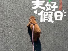 -渲嗳动物医院(异宠·复杂内科转诊中心·玖洲道富华里分院)