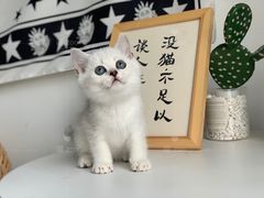 -喵zoo家庭繁育猫舍(尖东智能花园店)