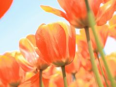 -无锡梅园公园