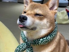 -逗柴咖啡屋·狗咖猫咖宠物桌游