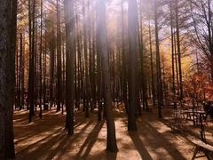 -龙道沟景区