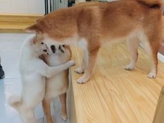 -柴源莊·柴小宠柴犬咖啡