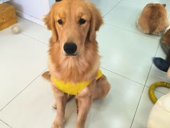 -汪说·狗咖·拼豆·宠物周边DIY(旺城大厦店)