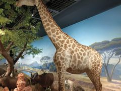 -陕西自然博物馆