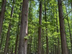 -黄海国家森林公园