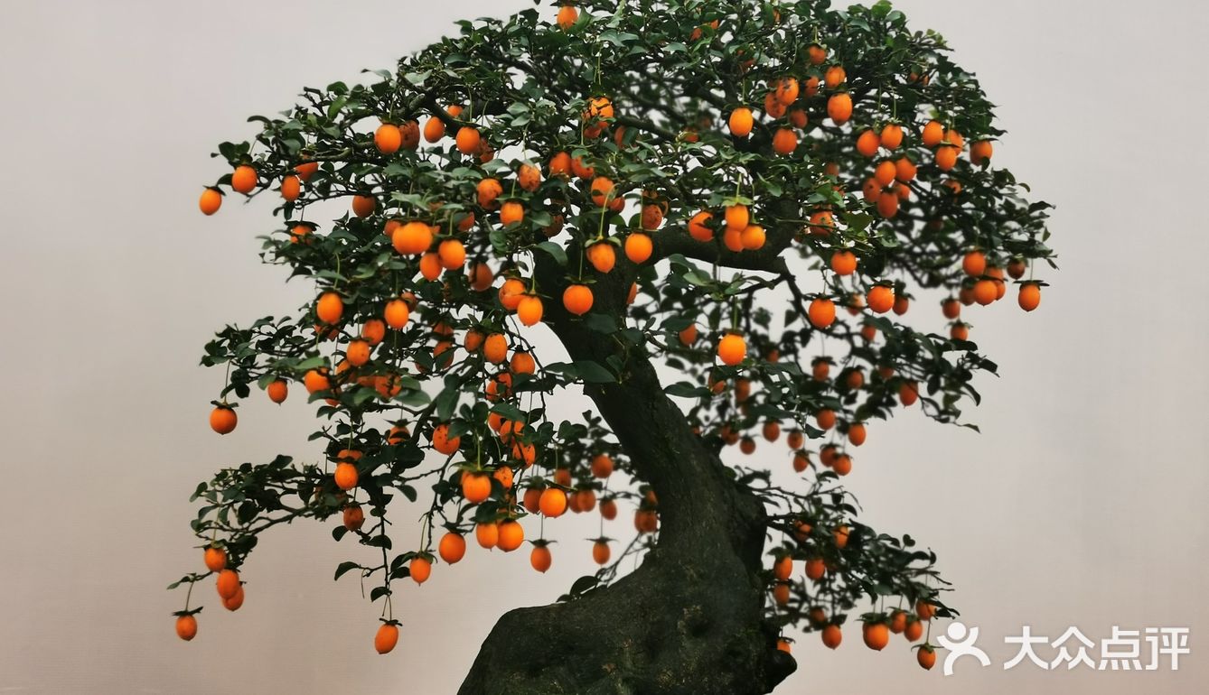 盆景艺术，匠心独具