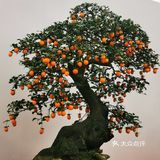 盆景艺术，匠心独具