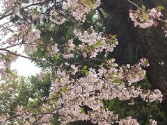 -武汉大学-樱园