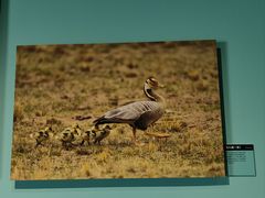 -中国湿地博物馆