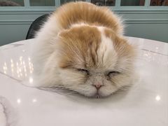 -安格丽娜·狗咖·猫咖羊驼咖(春熙路百盛商场店)