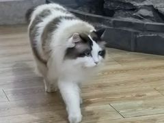 -白兔子密室(长寿路店)