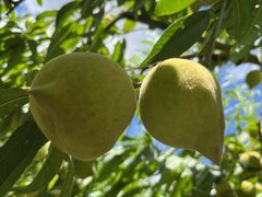 -郴州特产舜华临武鸭(郴州西站店)